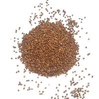 Buckwheat