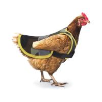Poultry Care