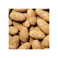 Russet