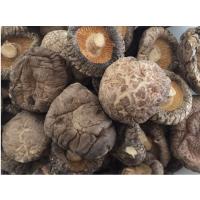 Shiitake